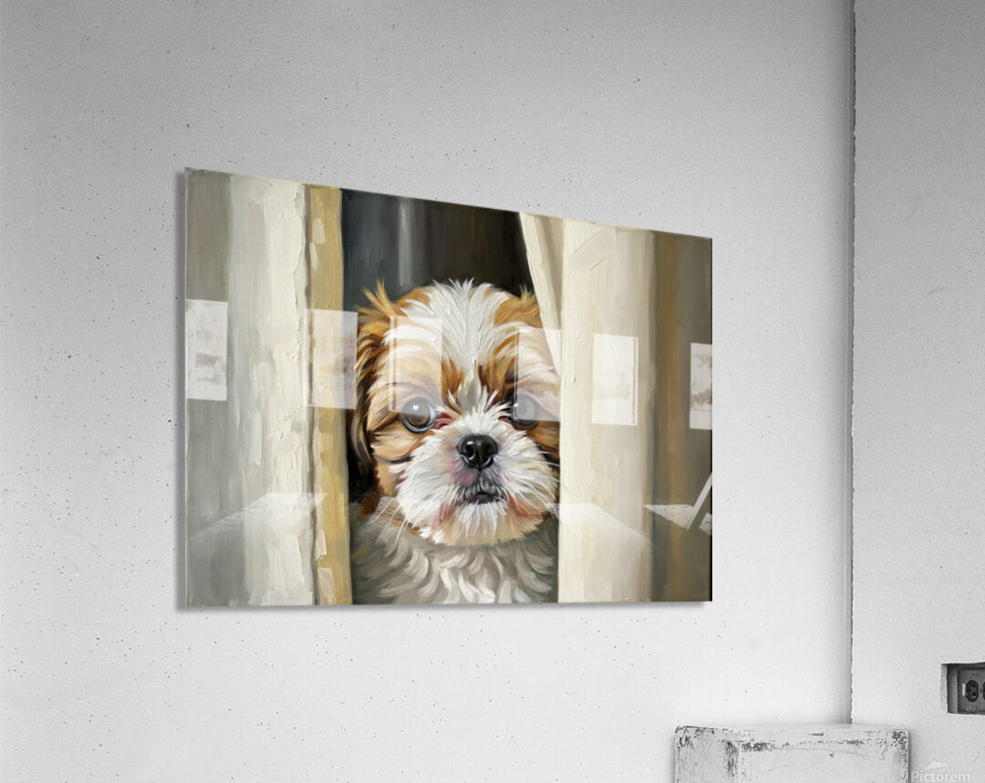 Shih Tzu Puppys Perfect Hiding Spot Behind Curtain Acrylic Print