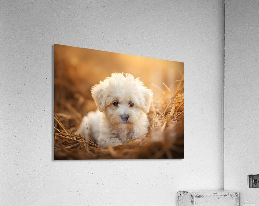 Bichon Frise Puppy Discovers Farm Haystack Adventure Acrylic Print