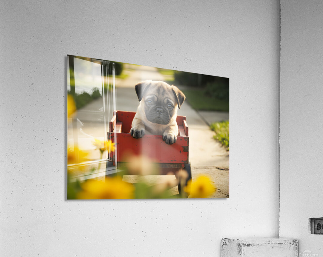 Sleepy Pug Puppy Rests After Wagon Adventure Acrylic Print