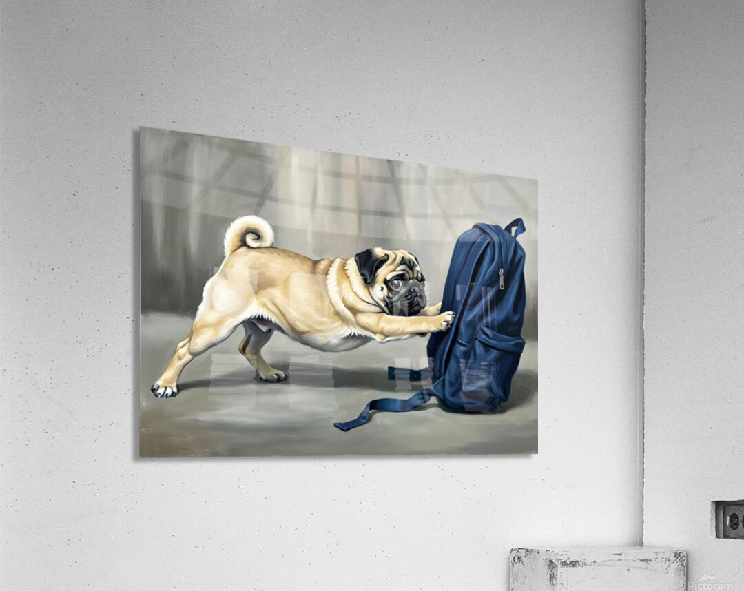 Pug Puppy Discovers Big Blue Backpack Acrylic Print