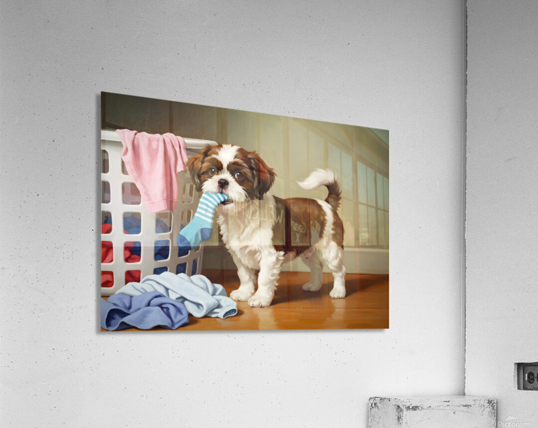 Playful Shih Tzu Puppy Escapes With Stolen Sock Acrylic Print