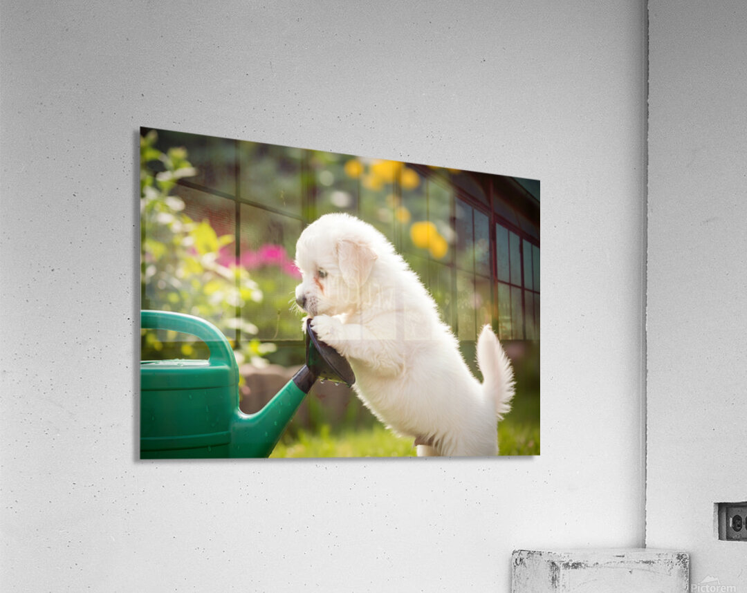 Curious Bichon Frise Puppy Discovers Garden Watering Can Acrylic Print