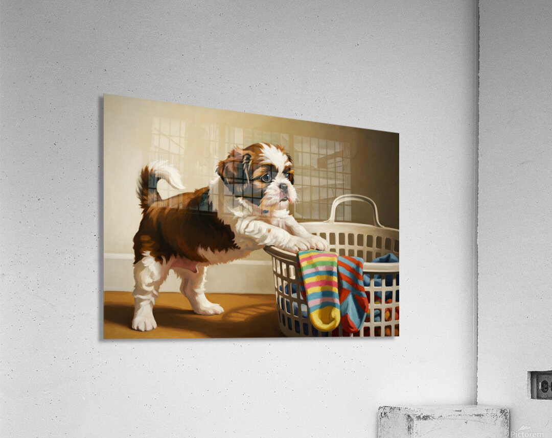 Shih Tzu Puppy Spots Tempting Sock In Laundry Basket Acrylic Print