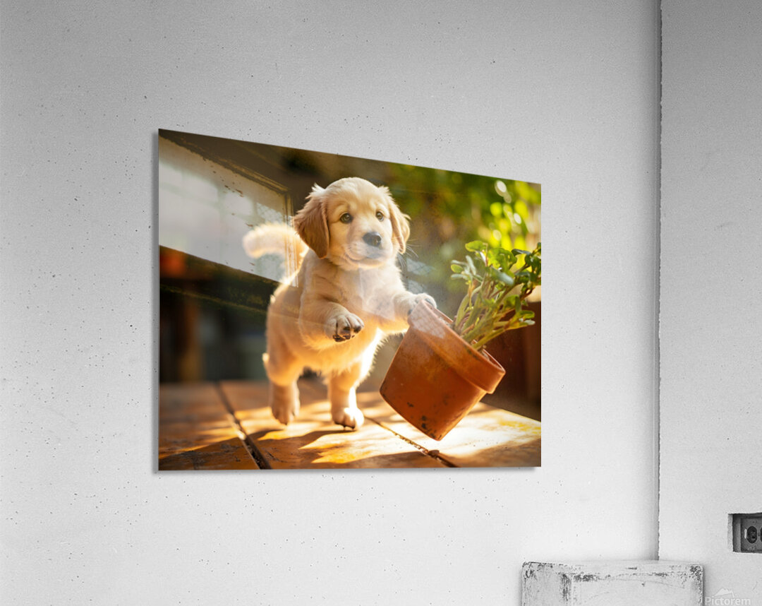 Golden Retriever Puppy Reaches For Plant Pot Acrylic Print