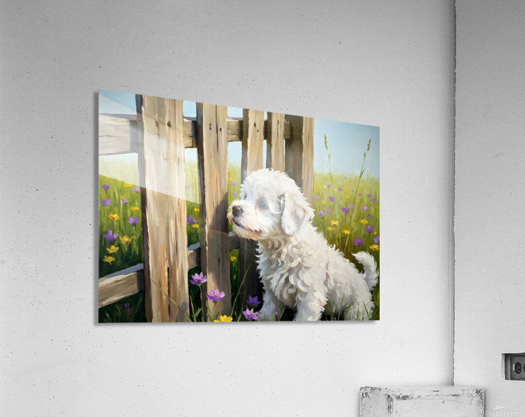Bichon Frise Puppy Discovers The Park Fence Acrylic Print