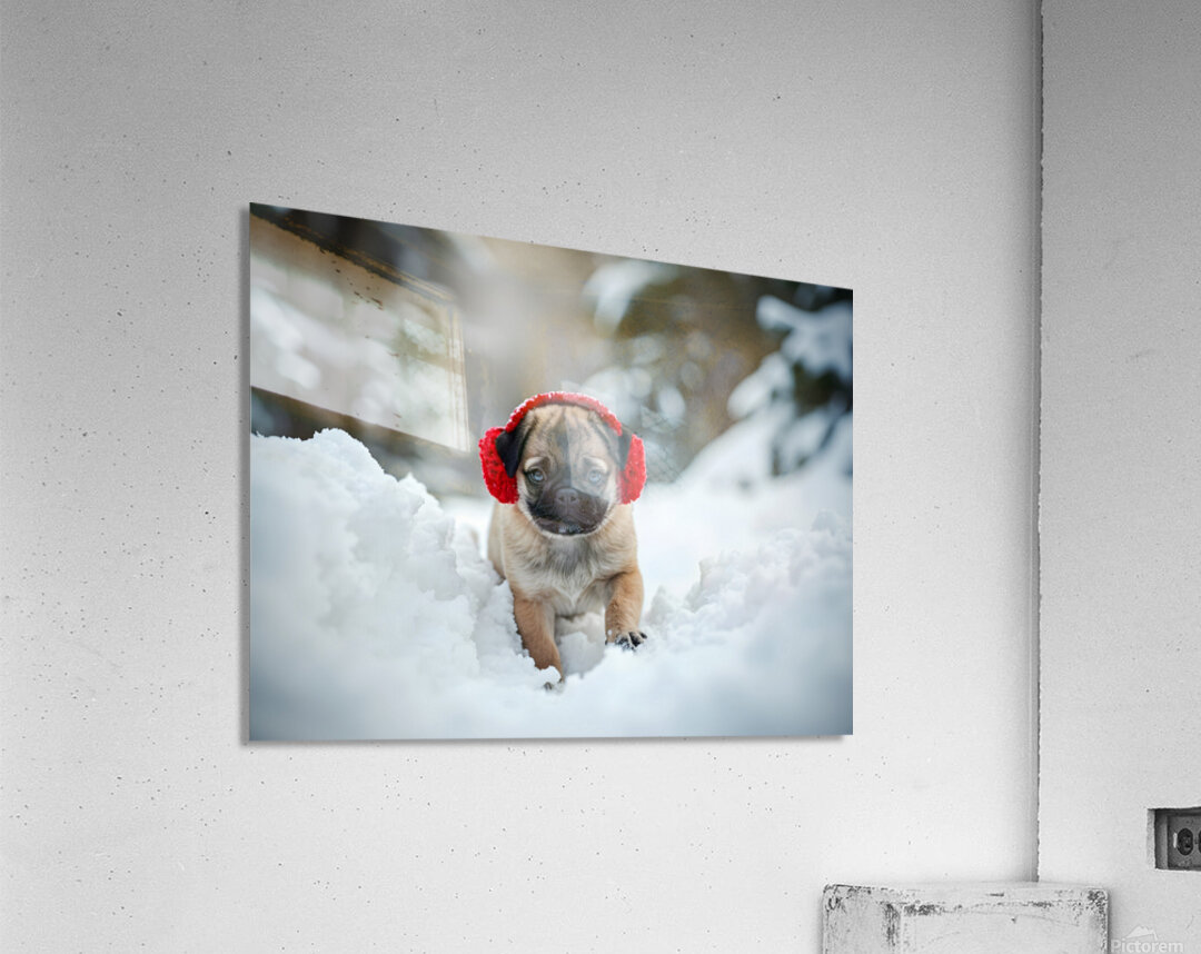 Pug Puppys First Snow Adventure With Red Earmuffs Acrylic Print