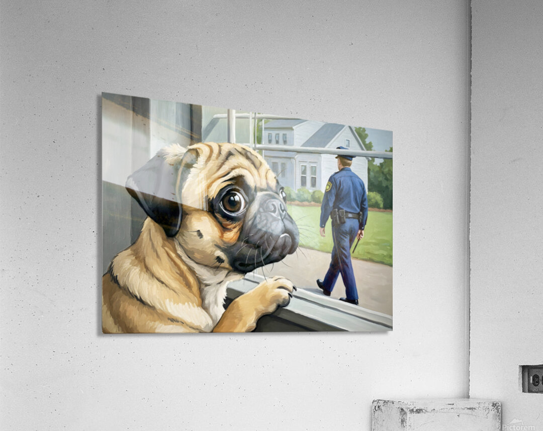 Pug Puppy Sits Proudly After Successful Guard Duty Acrylic Print