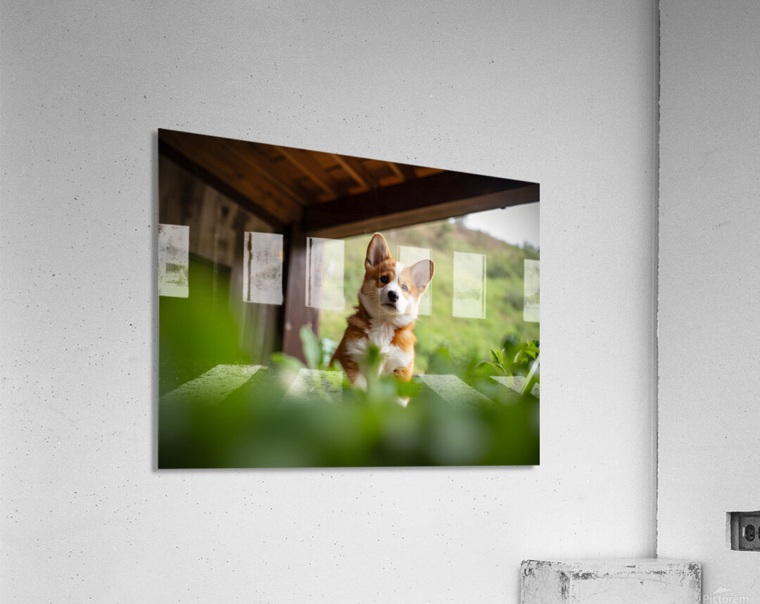 Brave Corgi Puppy Watches Storm Clear Acrylic Print