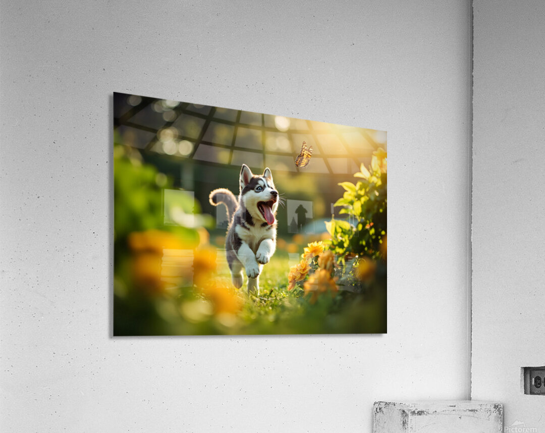 Husky Puppy Spots A Beautiful Butterfly In Garden Acrylic Print