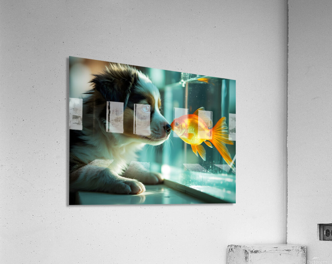 Australian Shepherd Puppy Discovers Amazing Fish Tank Acrylic Print