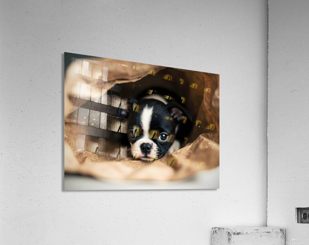 Boston Terrier Puppy Discovers Mysterious Shopping Bag Acrylic Print