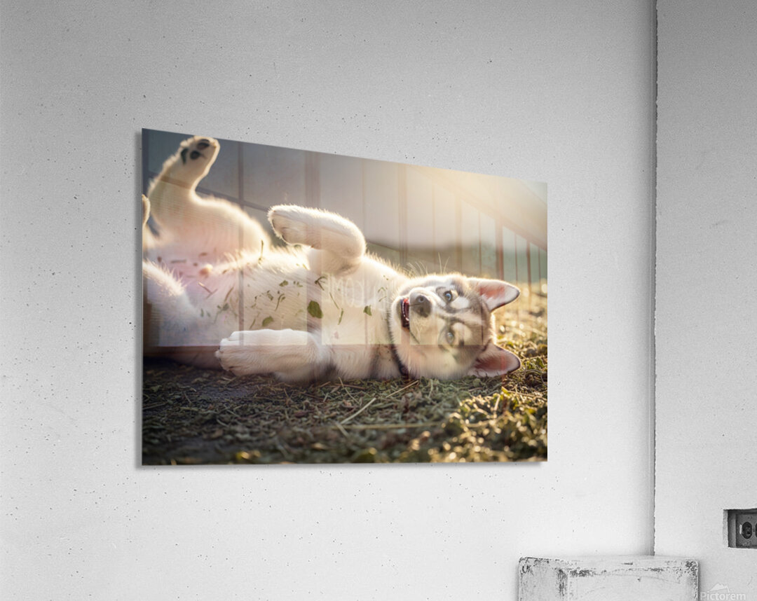 Happy Herb Covered Husky Puppy Acrylic Print