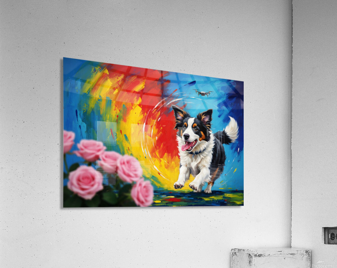 Tired Border Collie Puppy Rests After Exciting Adventure Acrylic Print