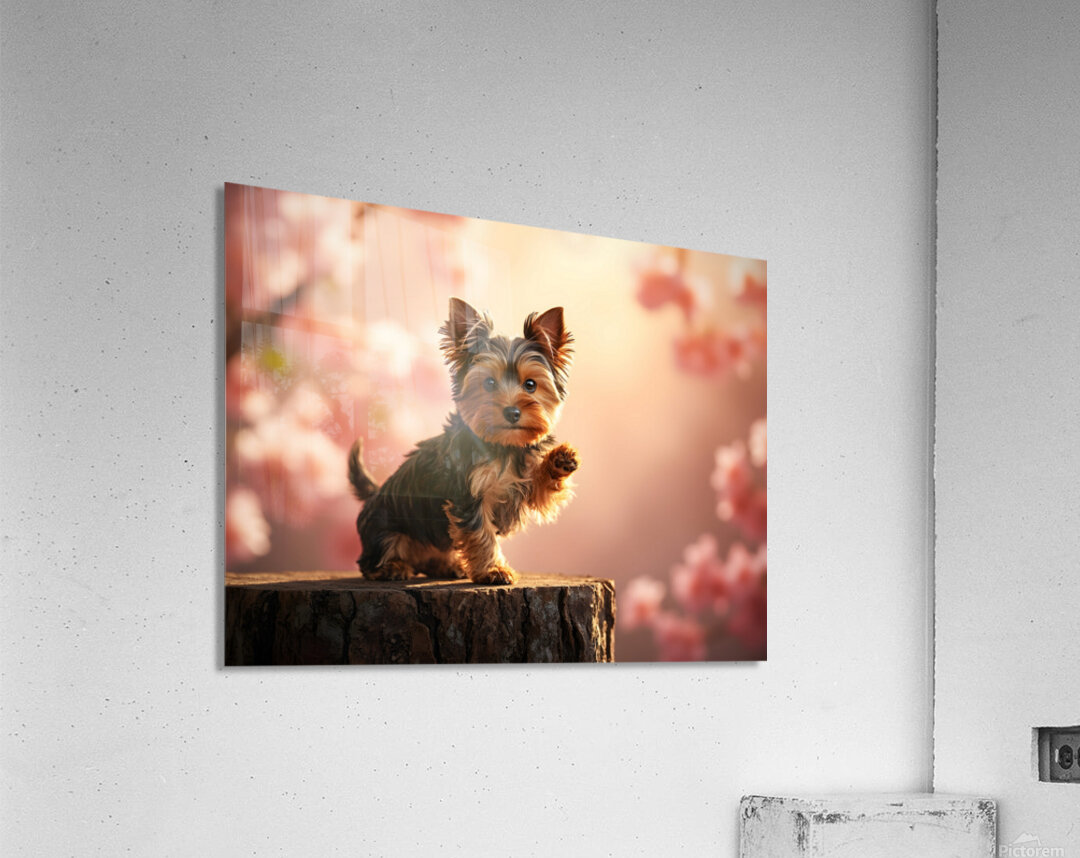 Tired Little King Yorkie Rests On Throne Acrylic Print