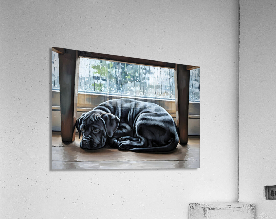 Brave Cane Corso Puppy Emerges From Hiding Acrylic Print