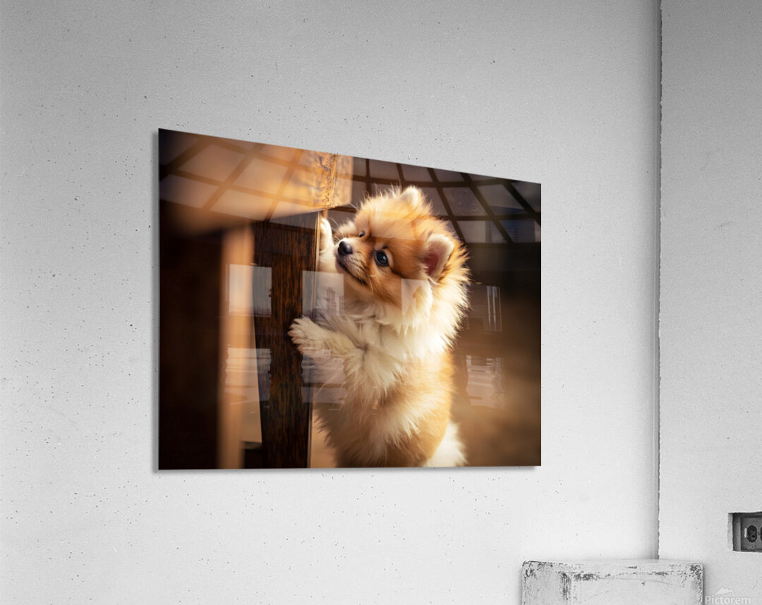 Pomeranian Puppy Watches Family Game Night Fun Acrylic Print