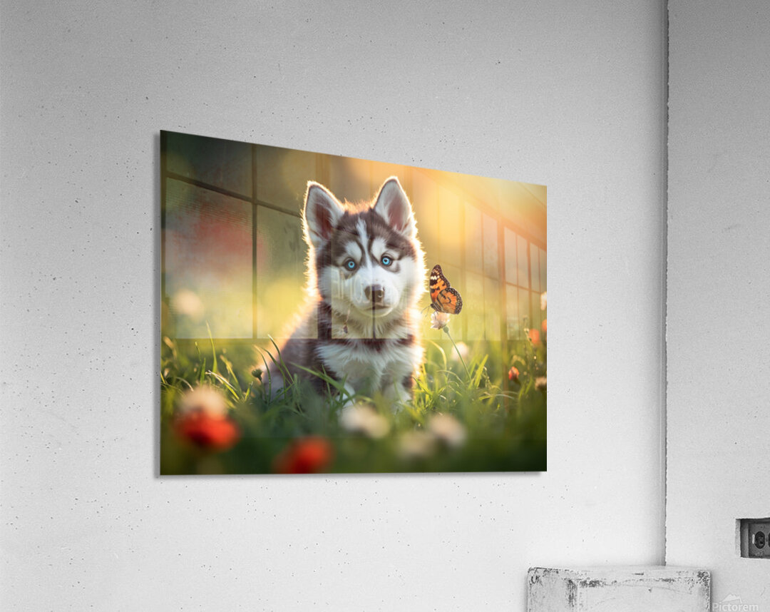 Butterfly Lands Gently On Husky Puppys Nose Acrylic Print