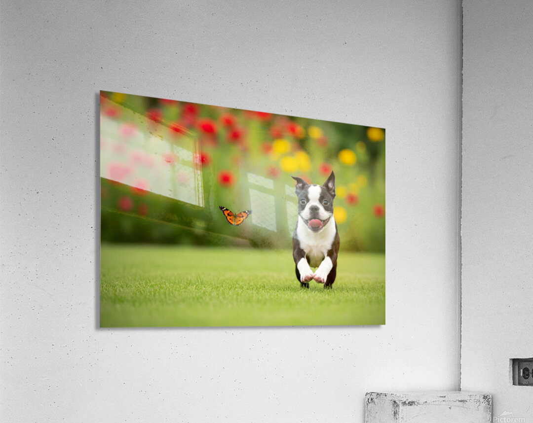 Boston Terrier Puppy And Butterfly Rest Together In Garden Acrylic Print