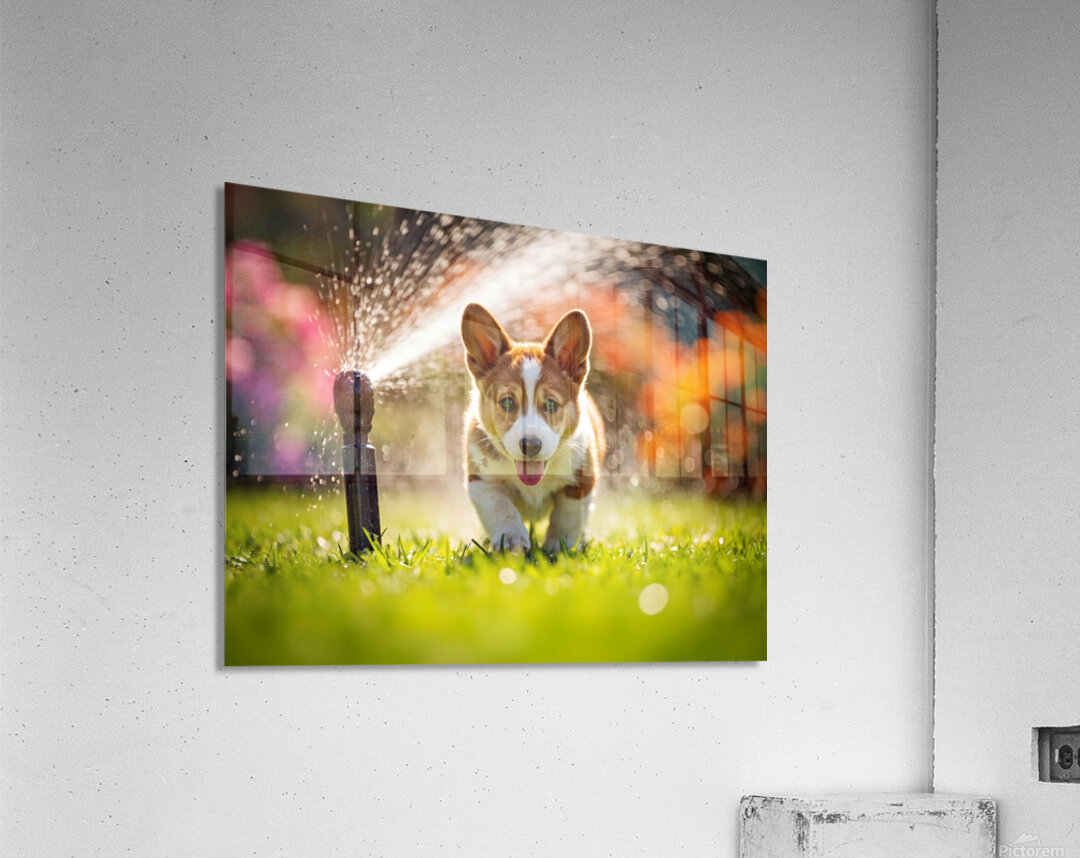 Happy Corgi Puppy Rests After Sprinkler Adventure Acrylic Print