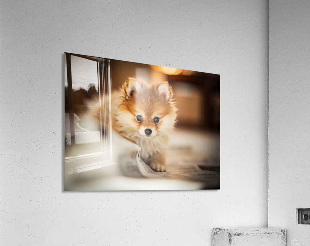 Pomeranian Puppys Cozy Morning Spot Acrylic Print