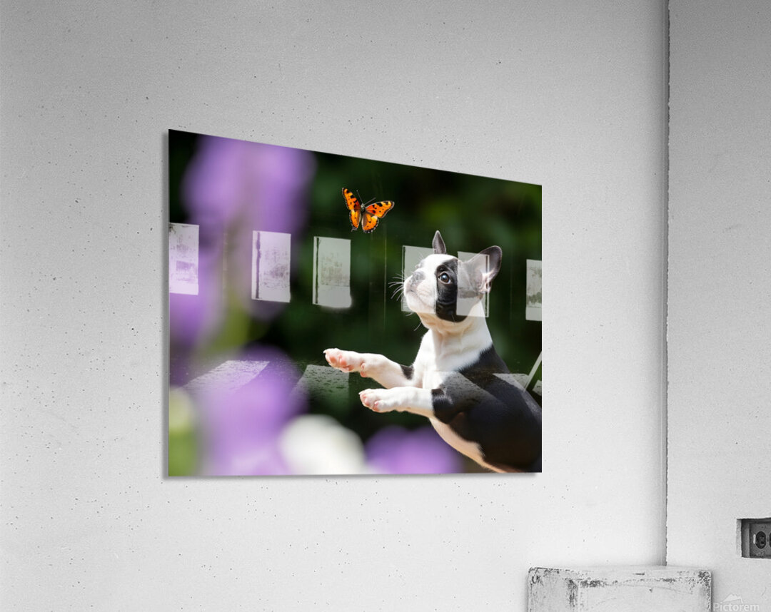 Boston Terrier Puppy Spots Butterfly In Garden Acrylic Print