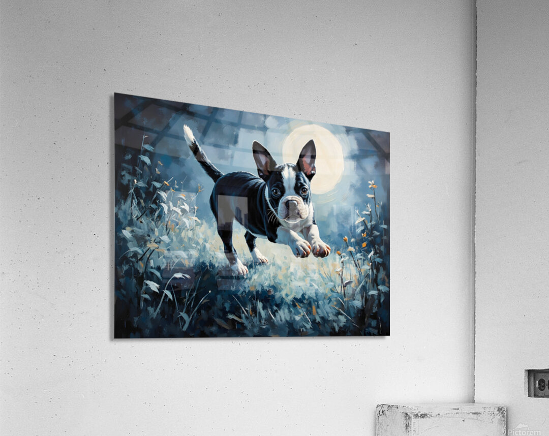 Boston Terrier Puppy Discovers Mysterious Nighttime Shadows Acrylic Print
