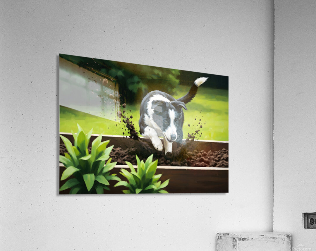 Border Collie Puppy Discovers Garden Bed Acrylic Print