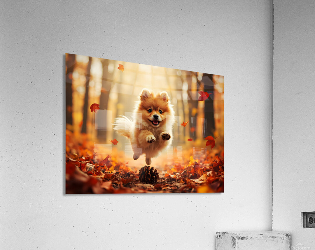 Pomeranian Puppy Carries Pinecone Through Forest Acrylic Print