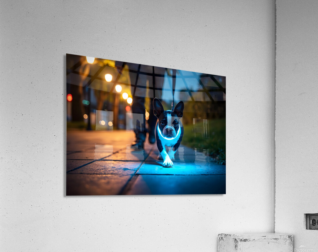 Sleepy Boston Terrier Puppy After Night Adventure Acrylic Print