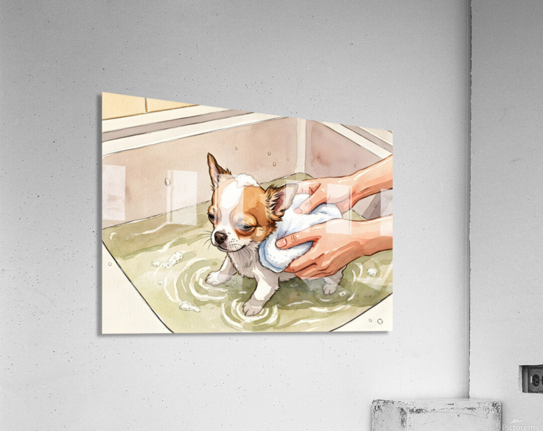 Clean And Happy Chihuahua Puppy After Bath Acrylic Print