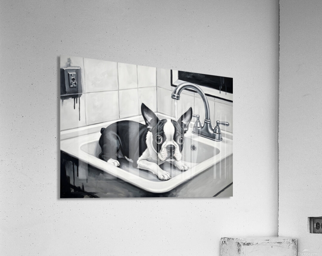 Boston Terrier Puppy Waits Nervously In Bathroom Sink Acrylic Print