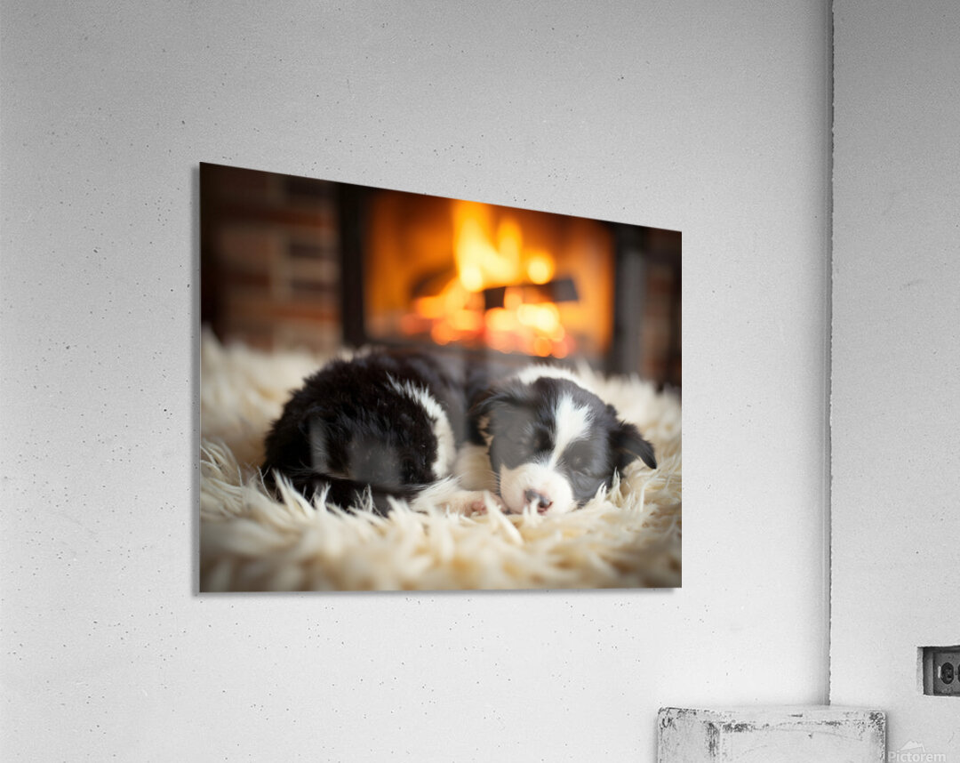 Happy Border Collie Puppy Enjoys Perfect Evening By The Fire Acrylic Print