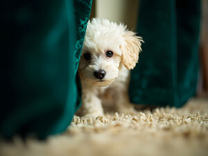 Happy Poodle Puppy Sitting By Blue Curtains by Puppy Prints