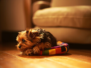 Happy Yorkshire Terrier Puppy Plays With Toy by Puppy Prints