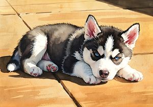 Siberian Husky Puppy Basking In Golden Sunlight