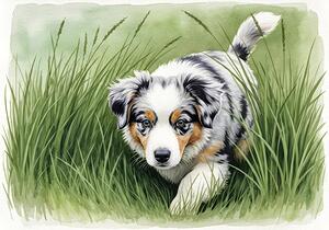 Blue Merle Australian Shepherd Puppy Searches Through Tall Grass by Puppy Prints