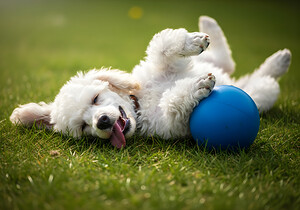 Tired Poodle Puppy Rests After Ball Play by Puppy Prints