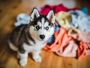Husky Puppy Discovers Laundry Pile