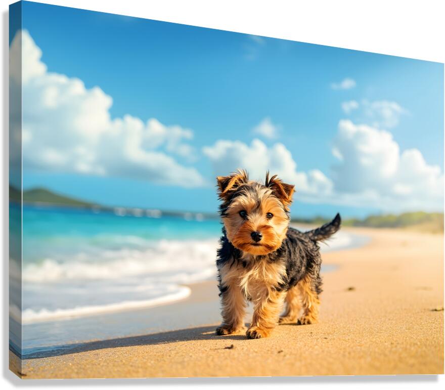 Yorkshire Terrier Puppy Discovers The Beach Canvas Print