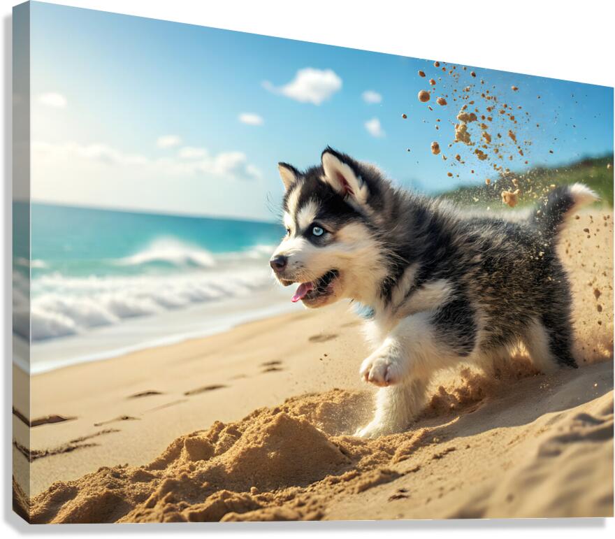 Siberian Husky Puppy Discovers Sandy Beach Fun Canvas Print
