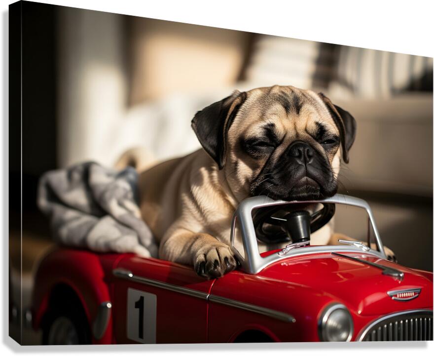 Sleepy Pug Puppy After Car Adventure Canvas Print
