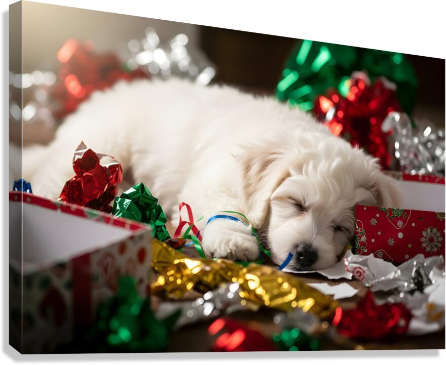Sleepy Bichon Frise Puppy Naps Among Holiday Wrapping Canvas Print