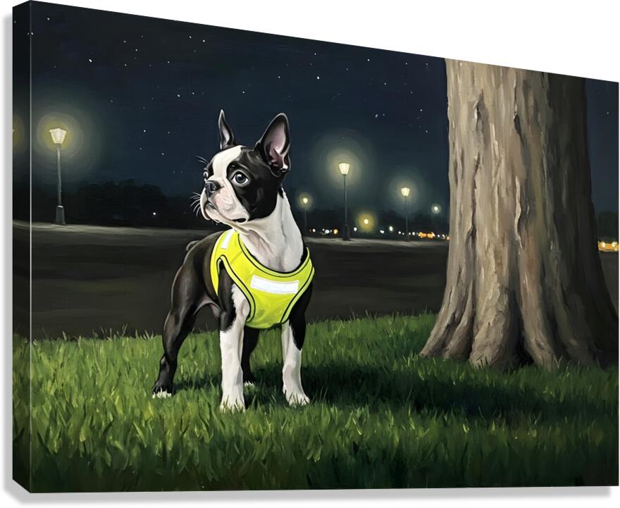 Sleepy Boston Terrier Puppy Returns From Night Walk Canvas Print
