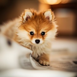 Pomeranian Puppys Cozy Morning Spot