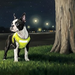Sleepy Boston Terrier Puppy Returns From Night Walk