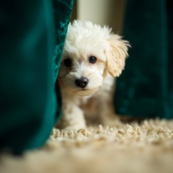 Happy Poodle Puppy Sitting By Blue Curtains