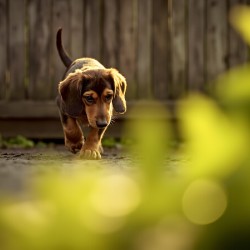 Sleepy Dachshund Puppy Yawns In Garden