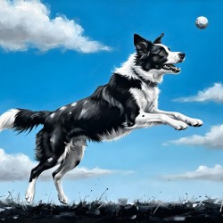 Successful Border Collie Puppy With Tennis Ball