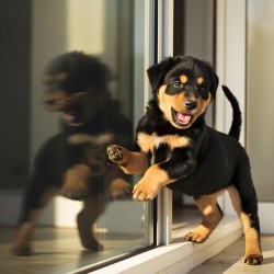 Rottweiler Puppy Discovers Glass Door Reflection