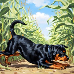 Rottweiler Puppy Discovers The Corn Maze Adventure